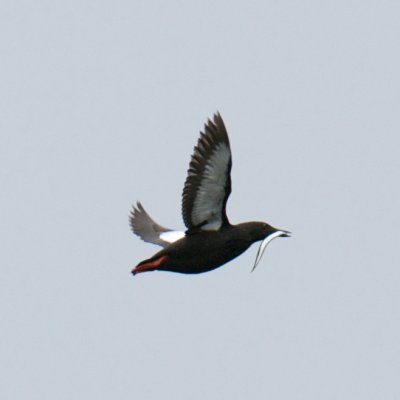 Black Guillemot, Meat Cove, NS (1).jpg