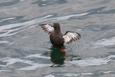 Black Guillemot, Mt Desert, ME 2.jpg