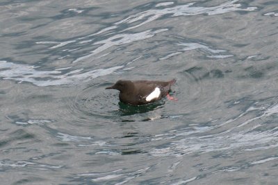 Black Guillemot, Mt Desert, ME 5.jpg