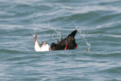 Black Guillemot, So. Addison, ME 2.jpg