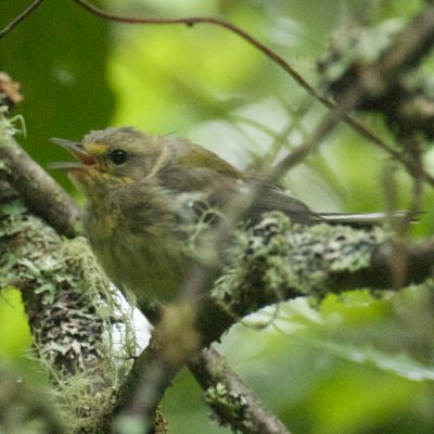 Black-Throated Green Warbler fledgling, Quoddy Head, ME 1.jpg