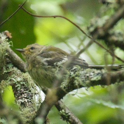 Black-Throated Green Warbler fledgling, Quoddy Head, ME 2.jpg