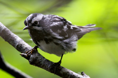 Black-and-White Warbler male