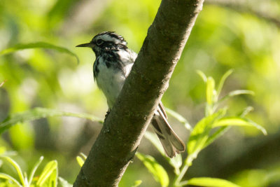 Black-and-White Warbler male