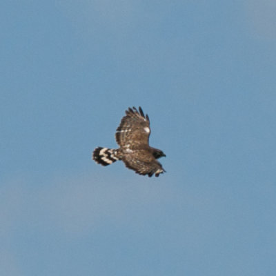 Broad-Winged Hawk, Mt Desert, ME 1.jpg