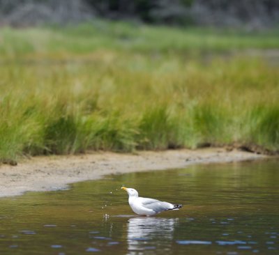 Herring Gull drinking, Sand Beach, Mt Desert, ME 2.jpg