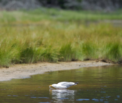 Herring Gull drinking, Sand Beach, Mt Desert, ME 3.jpg