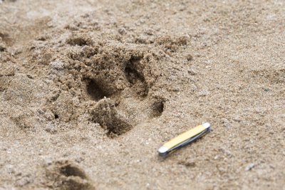 Moose tracks, Sand Beach, Mt Desert, ME