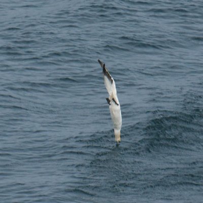 Northern Gannet diving, Meat Cove, NS