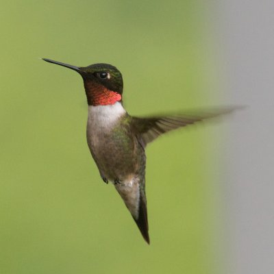Ruby-Throated Hummingbird, Fundy Trail, NB 1.jpg