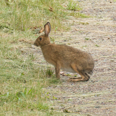 Snowshoe Hare, St Martins, NB