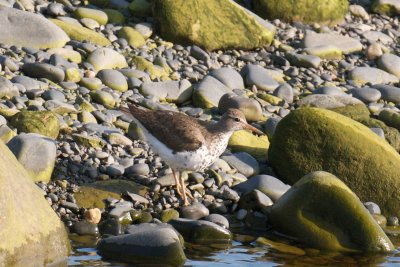 Spotted Sandpiper, Trescott, ME 2.jpg