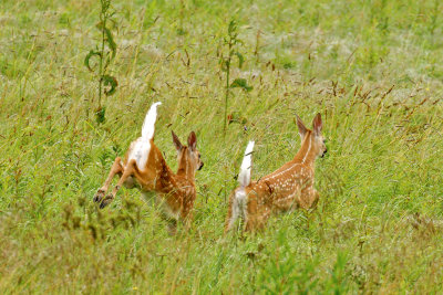 White-Tailed Deer, Blacks Harbour, NB 1.jpg