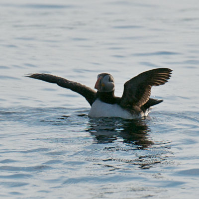 Atlantic Puffin, Bird Islands, Cape Breton.jpg
