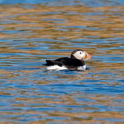 Atlantic Puffin, Bird Islands, Cape Breton.jpg