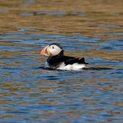 Atlantic Puffin, Bird Islands, Cape Breton.jpg
