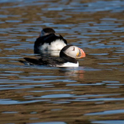 Atlantic Puffin, Bird Islands, Cape Breton.jpg