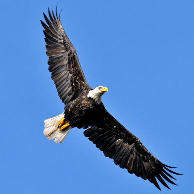 Bald Eagle, Bird Islands, Cape Breton.jpg