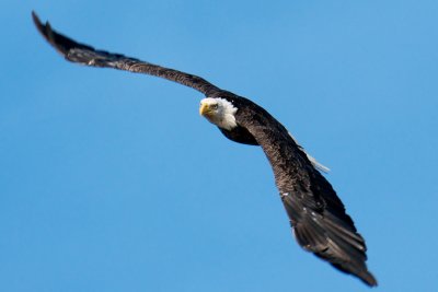 Bald Eagle, Bird Islands, Cape Breton.jpg