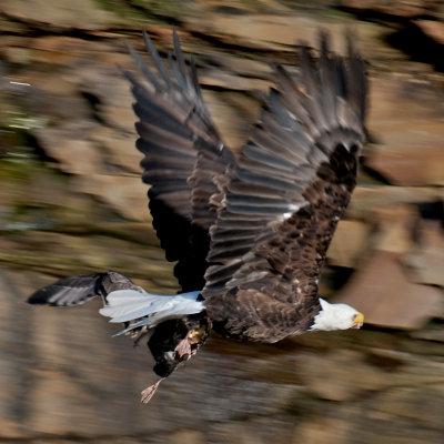 Bald Eagle with prey, Bird Islands, Cape Breton.jpg