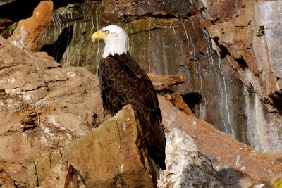 Bald Eagle, Bird Islands, Cape Breton.jpg
