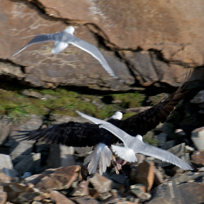 Bald Eagle chased by Herring Gulls, Bird Islands, Cape Breton.jpg