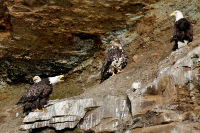 Bald Eagle adults and 2nd year bird, Bird Islands, Cape Breton