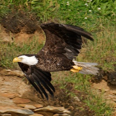 Bald Eagle, Bird Islands, Cape Breton.jpg