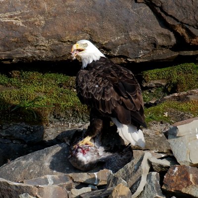 Bald Eagle, Bird Islands, Cape Breton.jpg