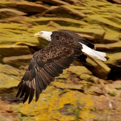 Bald Eagle, Bird Islands, Cape Breton.jpg