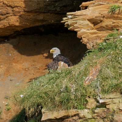 Bald Eagle, Bird Islands, Cape Breton.jpg