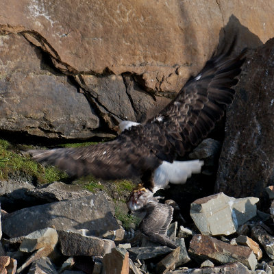 Bald Eagle with prey, Bird Islands, Cape Breton.jpg