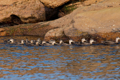 American Black Ducks