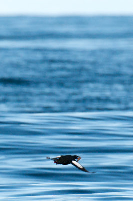 Black Guillemot, Bird Islands, Cape Breton.jpg