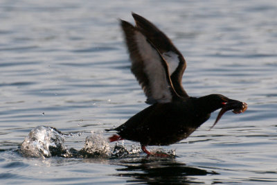 Black Guillemot, Bird Islands, Cape Breton.jpg