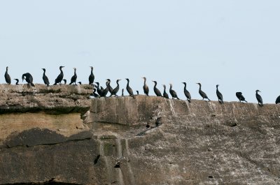 Double-Crested Cormorant, Bird Islands, Cape Breton.jpg