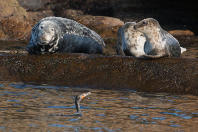Gray Seal and Harbor Seal, Bird Islands, Cape Breton.jpg