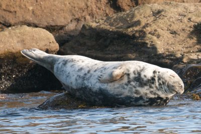 Gray Seal, Bird Islands, Cape Breton.jpg