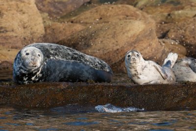 Gray Seal and Harbor Seal, Bird Islands, Cape Breton.jpg
