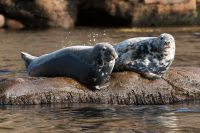 Gray Seal, Bird Islands, Cape Breton.jpg
