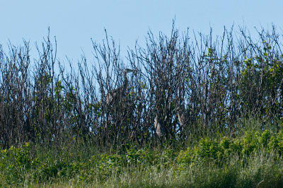 Great Blue Herons, Bird Islands, Cape Breton.jpg