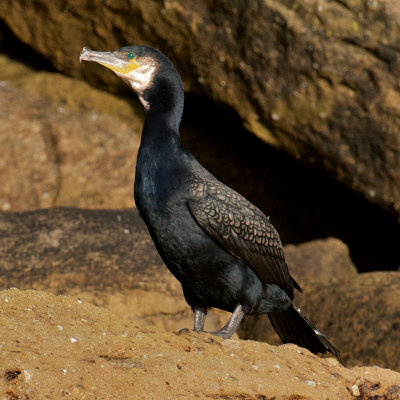 Great Cormorant, Bird Islands, Cape Breton 1.jpg