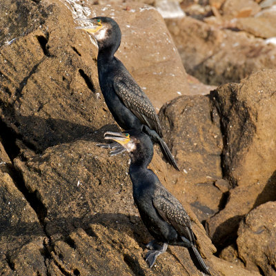 Great Cormorant, Bird Islands, Cape Breton 8.jpg