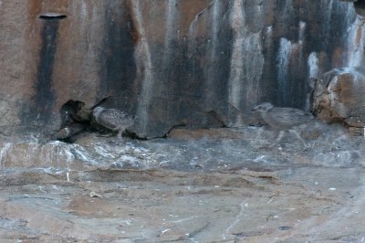 Herring Gull chicks, Bird Islands, Cape Breton.jpg