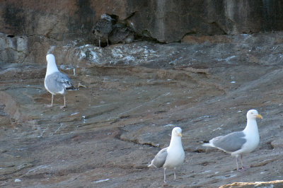 Herring Gull chicks, Bird Islands, Cape Breton.jpg