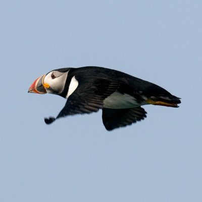 Atlantic Puffin in flight, Machias Seal Island.jpg