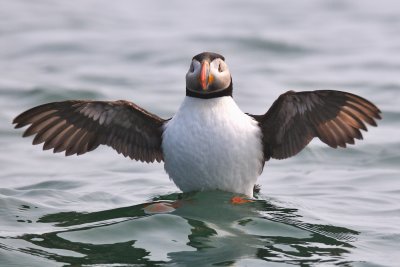 Atlantic Puffin, Machias Seal Island 10.jpg