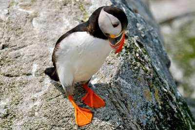 Atlantic Puffin, Machias Seal Island 17.jpg