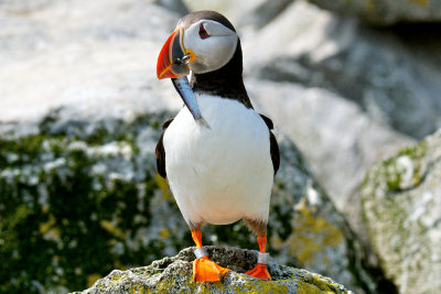 Atlantic Puffin, Machias Seal Island 19.jpg