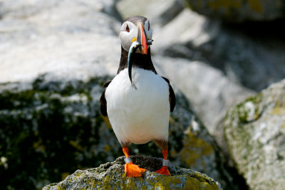 Atlantic Puffin, Machias Seal Island 20.jpg